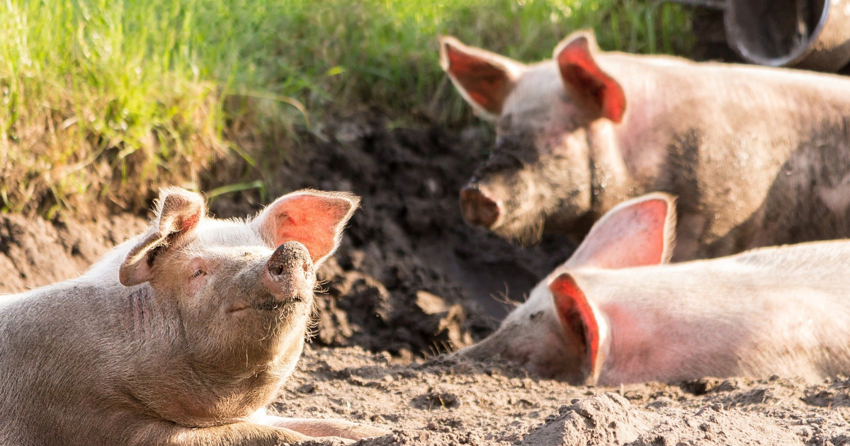 Rasy rodzime świń w systemie QAFP – puławska i złotnicka z certyfikacją jakości