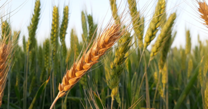 Najnowsze prognozy plonowania zbóż i rzepaku w UE i w Polsce