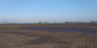 KSC pomoże plantatorom buraka