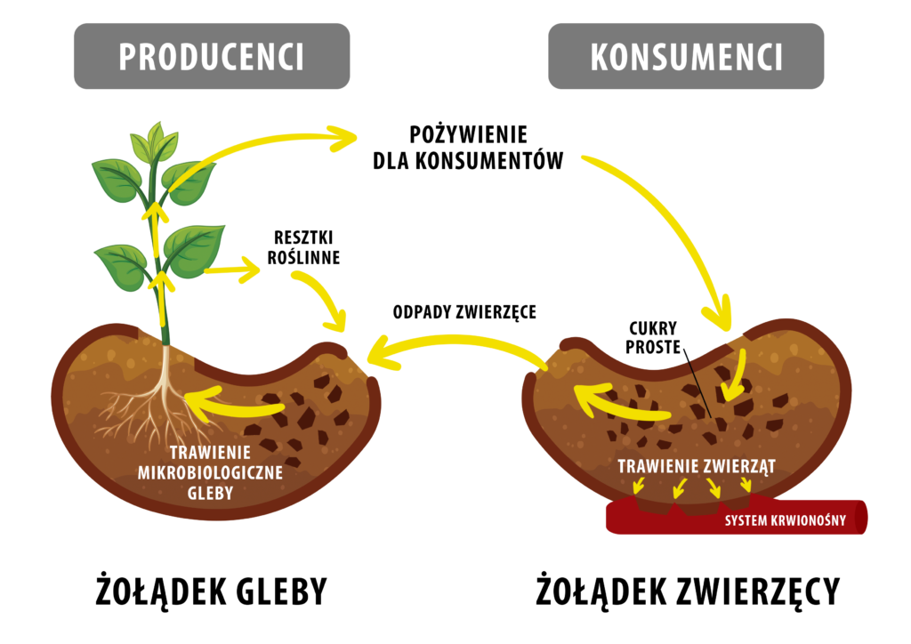 Co warto wiedzieć o biologizacji?