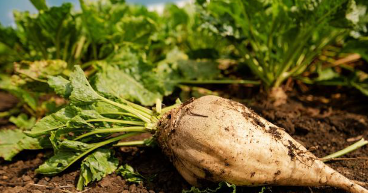 IOR-PIB ostrzega: nowe choroby buraka zagrażają uprawom