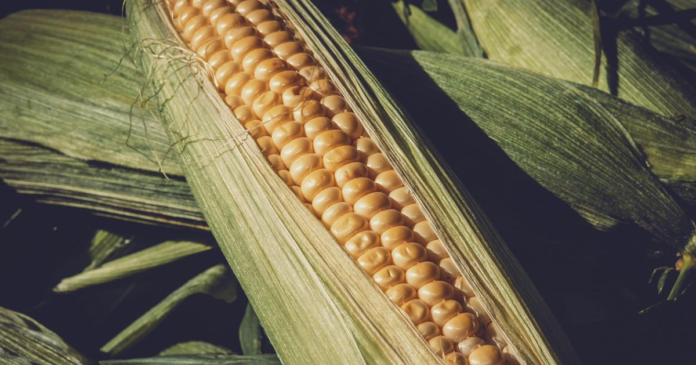 Uwaga! Kolejne odmiany kukurydzy GMO wykluczone