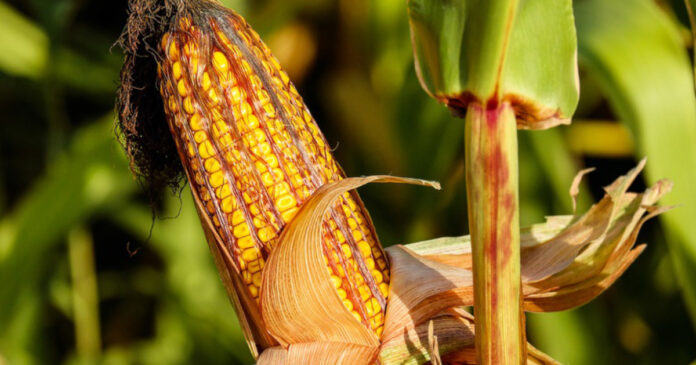 Chiński import kukurydzy wzrósł sześciokrotnie w ciągu ostatnich trzech lat