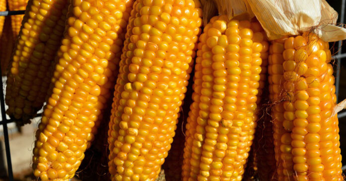 Kampania promująca spożycie ziarna kukurydzy