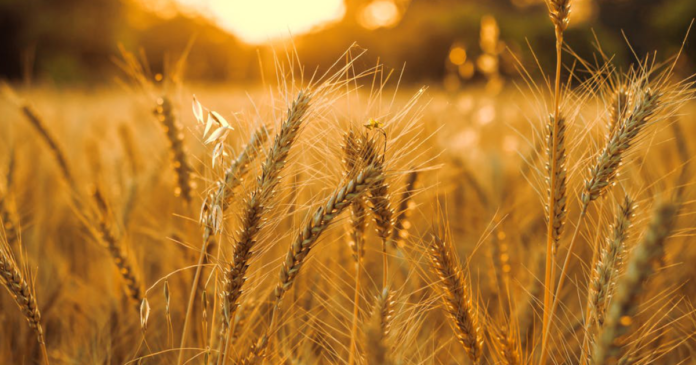 W końcówce sezonu polska pszenica dominuje w unijnym eksporcie