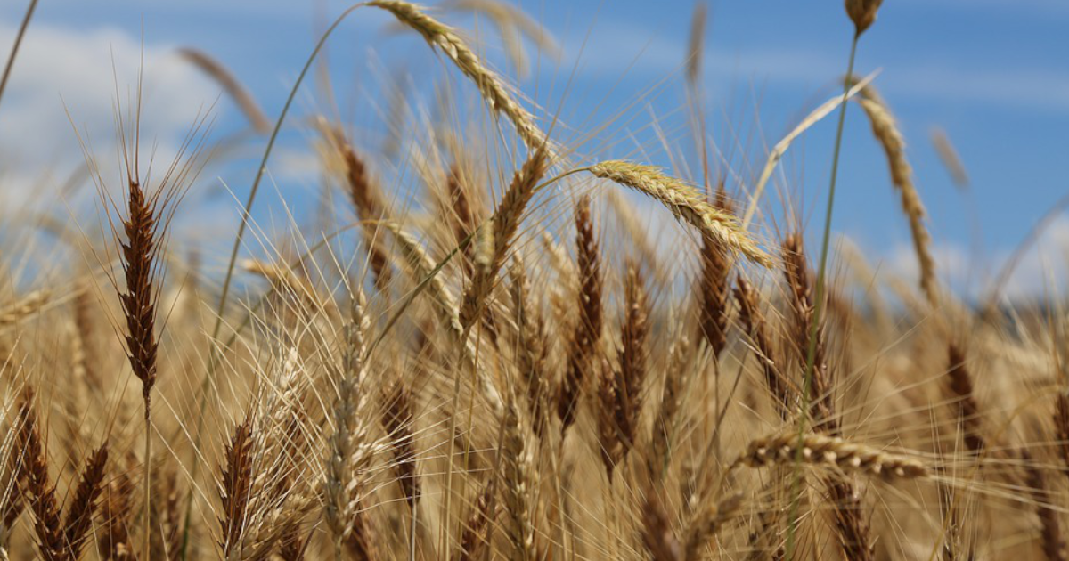 Choroby zbóż a zmiany klimatu – jak rośnie presja patogenów?