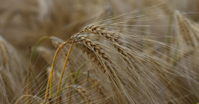 Najnowsze prognozy USDA dla światowego rynku zbóż