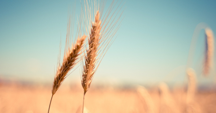 Obawy o podaż kukurydzy wywiera presję na ceny pszenicy