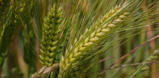 USDA oczekuje, że światowa produkcja zbóż dogoni w nowym sezonie konsumpcję