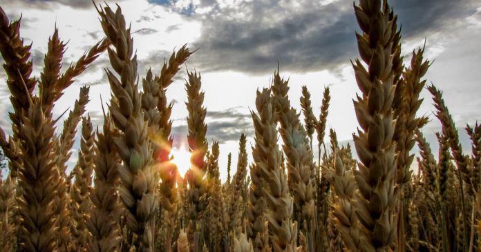 W czerwcu notowaniami giełdowymi zbóż i oleistych rządzi pogoda