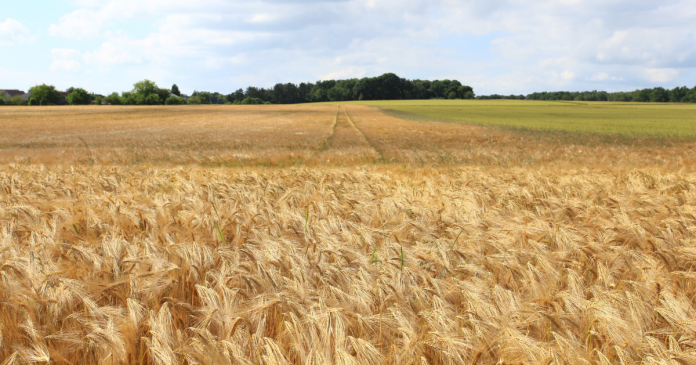 Nasz eksport zbóż poza UE zbliżył się do rekordu z poprzedniego sezonu