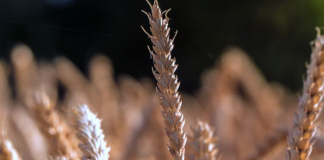 Gdzie podziało się ziarno? Wytwórnie pasz jadą na oparach