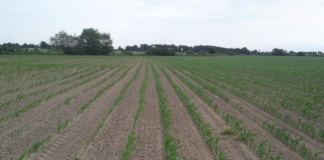 Siew kukurydzy w trudnych warunkach pogodowych Siew kukurydzy w trudnych warunkach pogodowych