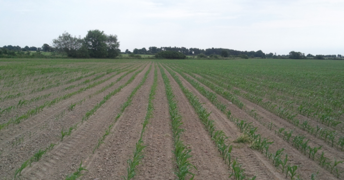 Siew kukurydzy w trudnych warunkach pogodowych
