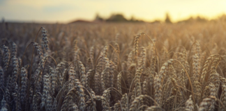 Najnowsze prognozy tegorocznych zbiorów zbóż w UE Najnowsze prognozy tegorocznych zbiorów zbóż w UE