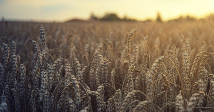 Najnowsze prognozy tegorocznych zbiorów zbóż w UE