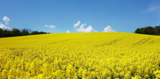 Walka o polską produkcję biopaliw