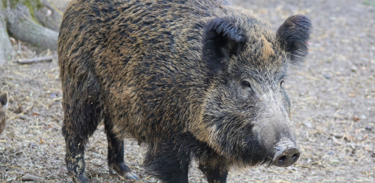 Redukcja populacji dzika to konieczność