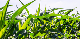 Kondycja plantacji kukurydzy na początku lata 2021