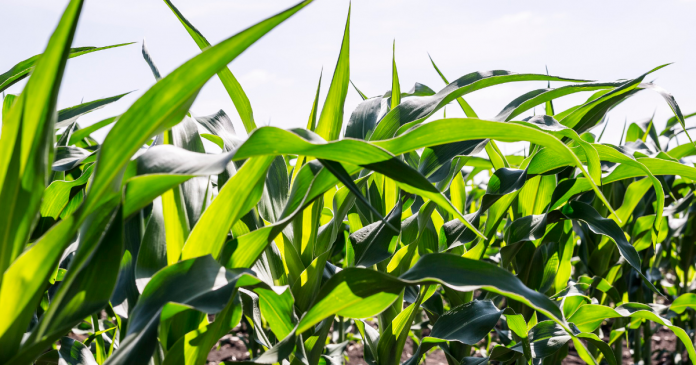 Kondycja plantacji kukurydzy na początku lata 2021
