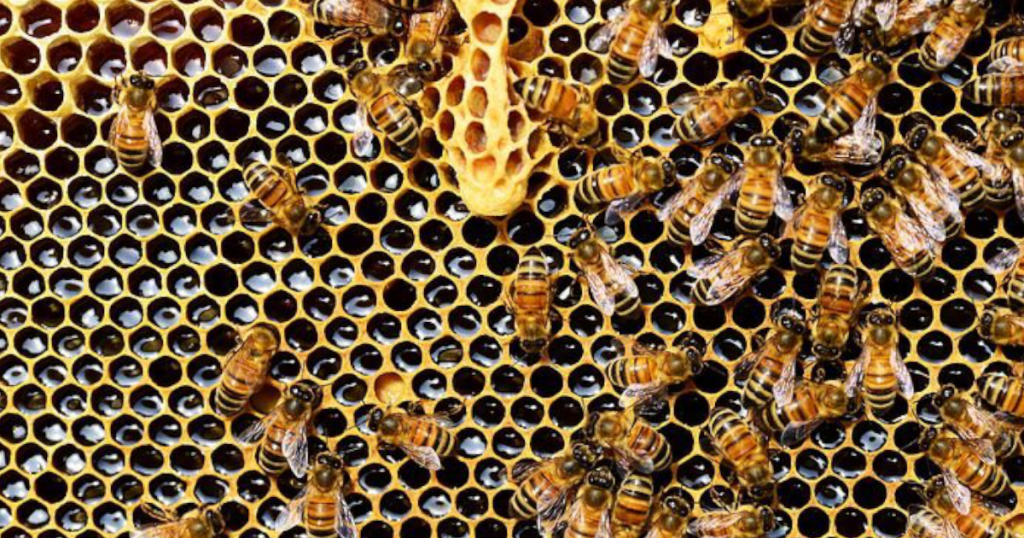 polski miód z pasieki