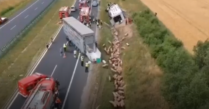 Ciężarówka z ponad setką świń wylądowała w rowie