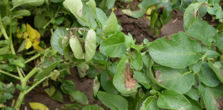 Epidemia na plantacjach ziemniaków?