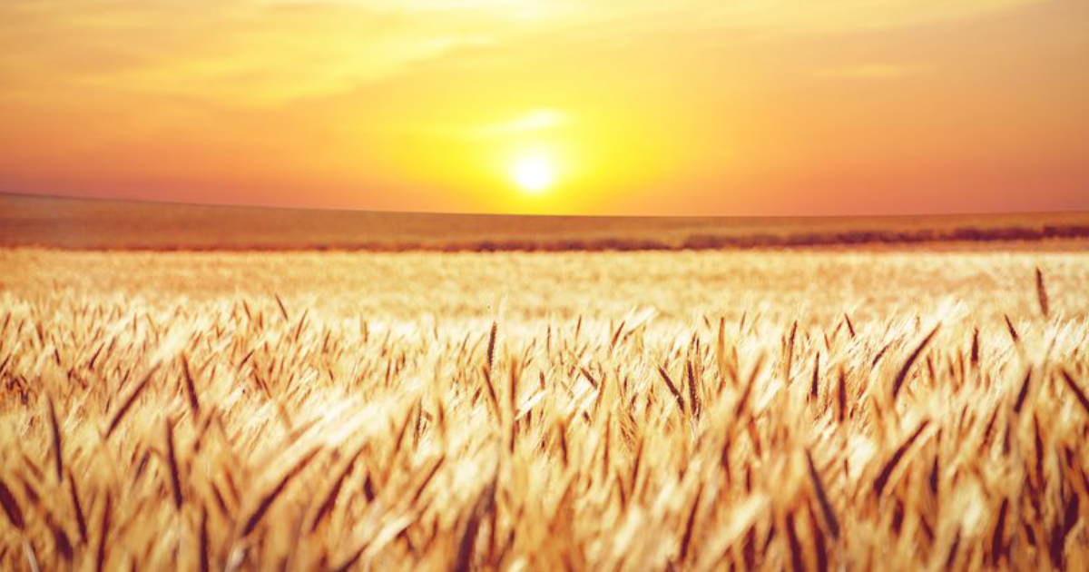 Ceny zbóż w żniwa 2025 – Co czeka rolników? Prognozy
