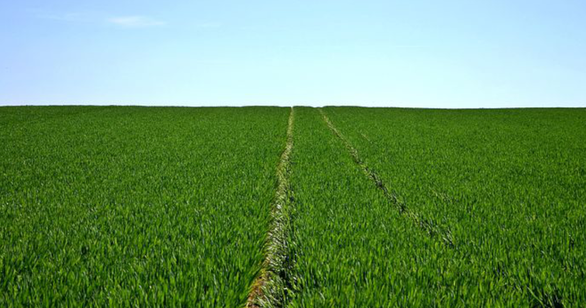 Drastyczne kary za rezygnację z dzierżawy. KRIR chce „wilczego biletu” dla spekulantów