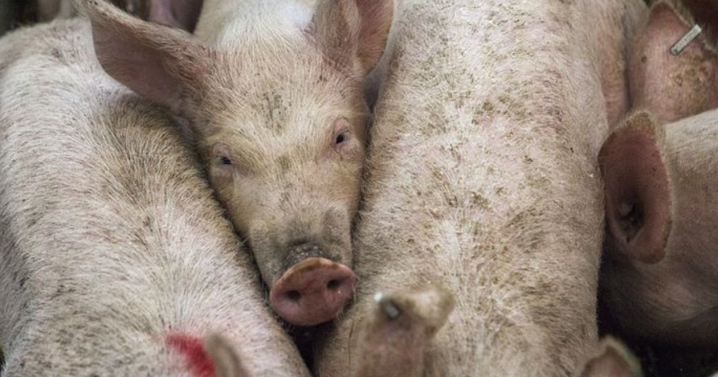 Producenci świń z obszarów ASF mogą wnioskować o nieoprocentowane pożyczki 