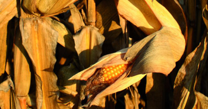 Jak ograniczać skutki niekorzystnej aury w uprawie kukurydz