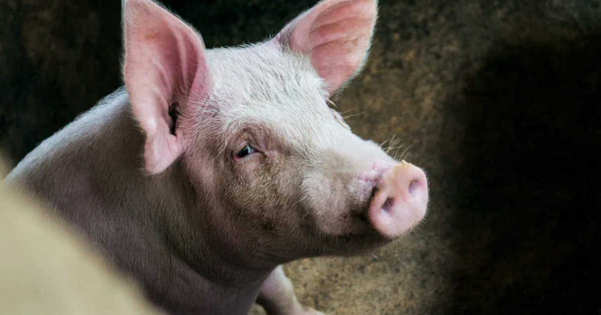 Zapewnij sobie dofinansowanie na 2026 rok: Zgłoś wniosek o utylizację zwierząt do ARiMR