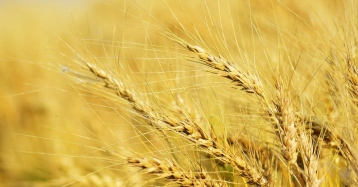 IGC ponownie obniża prognozy światowej produkcji zbóż w sezonie 2021/22