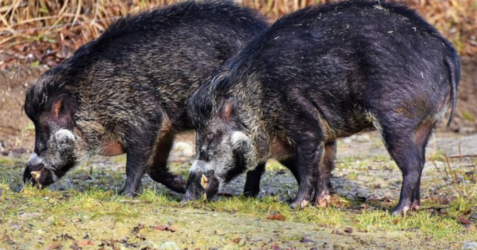 Szkody w uprawach rolnych spowodowane przez dziką zwierzynę