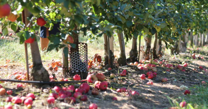 Robotnicy przy zbiorach jabłek żądają 200 zł dziennie