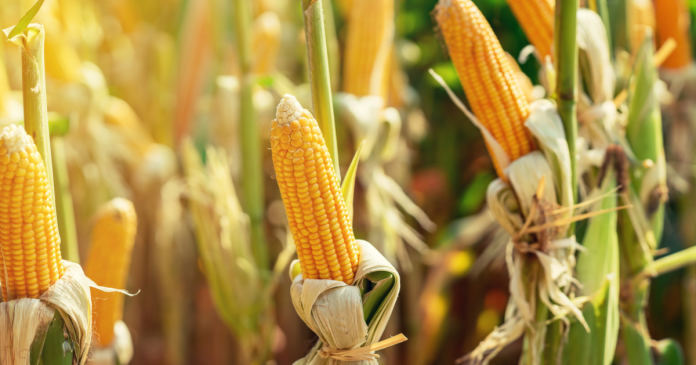 Rosnąca podaż kukurydzy stabilizuje krajowe ceny tego zboża