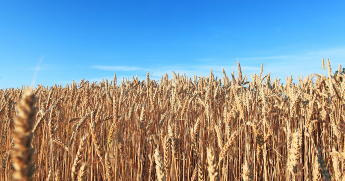 Październikowe prognozy USDA dla rynku zbóż i soi