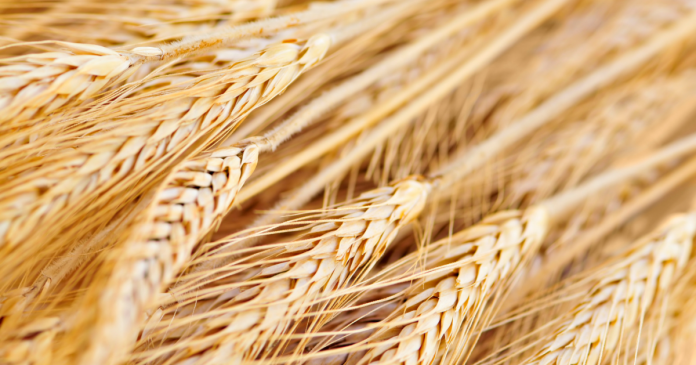 Średnia krajowa cena pszenicy jest najwyższa w historii