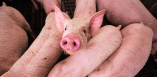 Zmieniono strefy ASF w 39 gminach