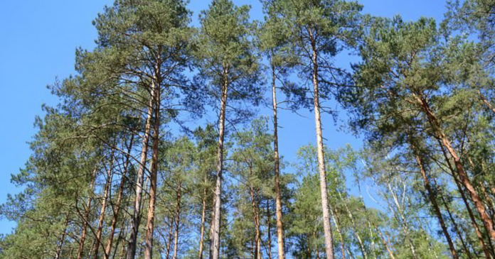 Minister Rolnictwa i Rozwoju Wsi : Lasy nie mogą być uznane za obszary EFA
