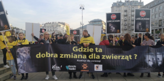 Zamrożona 5 dla zwierząt. Aktywiści żądają przywrócenia projektu