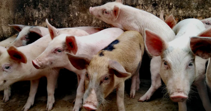 Wprowadzono zmiany wyrównania kwoty obniżonego dochodu dla producentów świń
