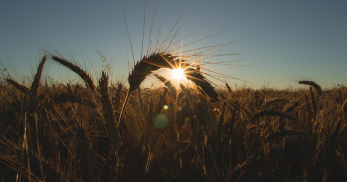 KE podniosła do rekordowych 7,3 mln ton prognozę zbiorów kukurydzy w Polsce