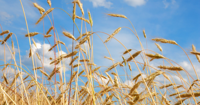Tempo naszego eksportu zbóż poza UE jest o 1/5 szybsze niż przed rokiem