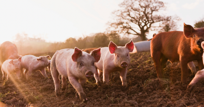 80% hodowców świń ze stref ASF nie jest gotowa do obrotu żywcem na nowych zasadach