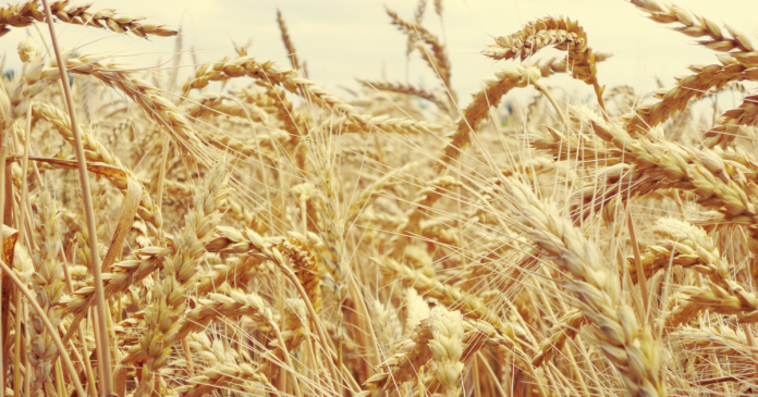 Unijny eksport pszenicy przekroczył w tym sezonie 10 mln ton