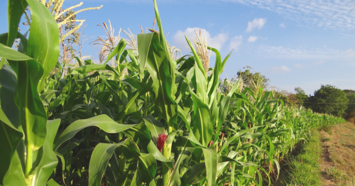 Eksperci FAO tną prognozy produkcji pszenicy i podnoszą w przypadku kukurydzy