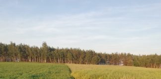 Jakie są korzyści wynikające z stosowania płodozmianu?