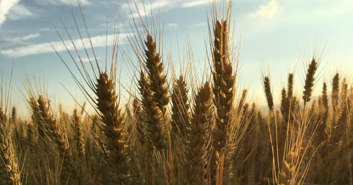 Zdaniem KE nasze zbiory zbóż przekroczyły w tym roku 34,4 mln ton