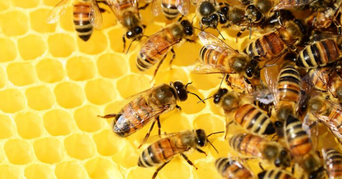 Importowany miód spoza UE pogrąża pszczelarzy. KE bierze się za rewizję dyrektywy